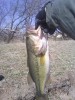 Wichita area pond bass